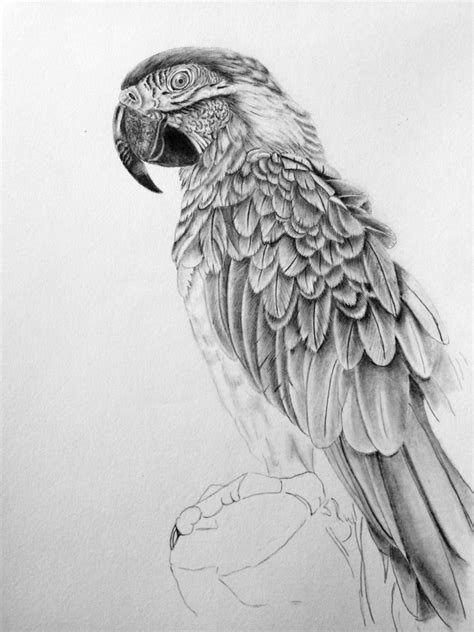 Photorealistic Parrot Pencil Drawing Desenho De Vida Desenhando