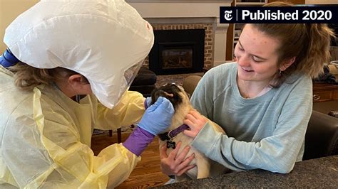 Pug In North Carolina Tests Positive For Coronavirus Researchers Say