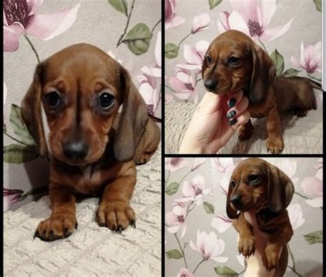 You can contact us with our contact form or give us a call to set up a time when you can meet your potential future family. EURO IMPORT Christmas Dachshund Puppies Ready for love FOR ...