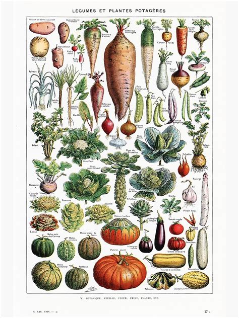 Adolphe Millot Legumes Et Plantes Potageres Vintage French Biology