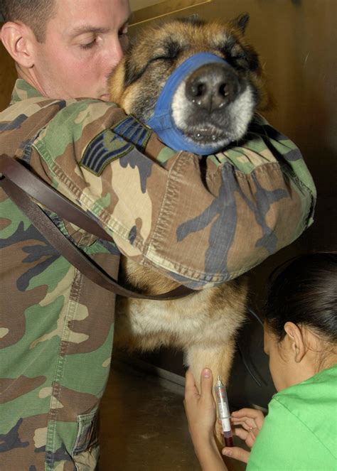 Keeping Military Working Dogs Healthy Barksdale Air Force Base News