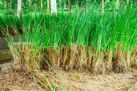 Find updated content daily for how to grow the perfect lawn. Vetiver Grass | Aromaterapi