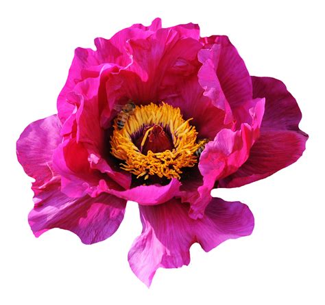 Search and find more on vippng. Pink Rose Flower PNG Image - PngPix