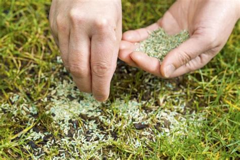 Spring is a good time to plant a new lawn or rejuvenate an older one. How Long Does It Take For Grass Seed To Grow? - The ...