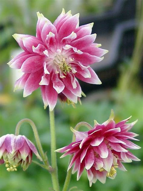 Im onlineshop und im praskac gartencenter gibt es aquilegia vulgaris 'nora barlow'.akelei. Stauden Stade Versand Shop: Aquilegia x vulgaris 'Nora ...
