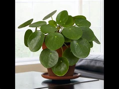 Keep reading for everything you need to know about chinese money plant care and growing pilea peperomioides in your own home! Growing the Chinese Money Plant (Pilea peperomioides ...
