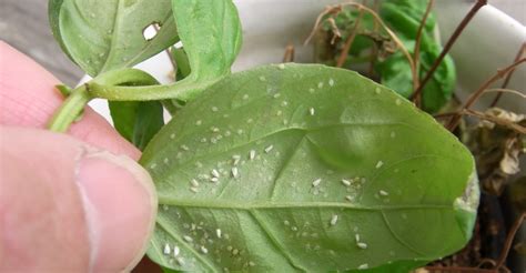 How To Get Rid Of Bugs In Houseplants Soil