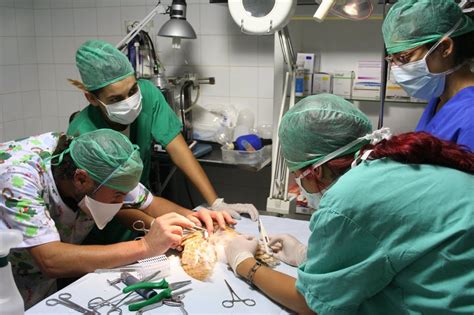 En su web pueden encontrarse consejos y artículos sobre el cuidado de los gatos. 17 de agosto: Día del Médico Veterinario Zootecnista en México