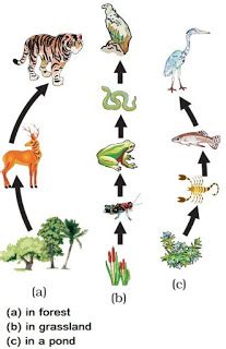 The first member of the series is always green plants or algae which actively prepare food by photosynthesis. Notes of Ch 15 Our Environment| Class 10th Science