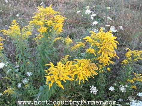 People use the parts that grow above the ground for medicine. Plant Profiles ~ Goldenrod - North Country Farmer