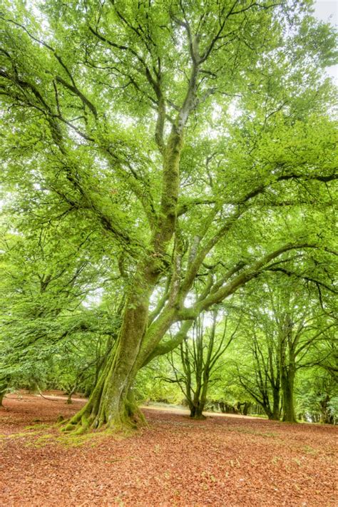 Start studying ielts speaking part 1: Local Heroes: Meet Seven of Britain's Native Trees - The ...