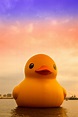 小鴨遊高雄 | 熱門的「黃色小鴨」 游進台灣 展開一連串的「游」行 | DIGIPHOTO