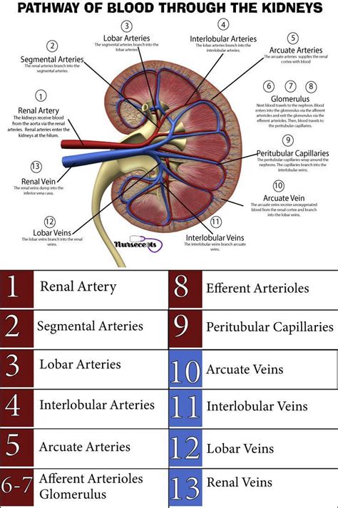 8 Facts About The Urinary System Every Nursing Student Should Know