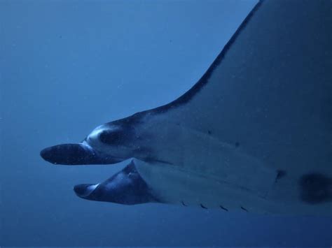 Manta Ray Facts And Information Guide 2023 Nusa Penida