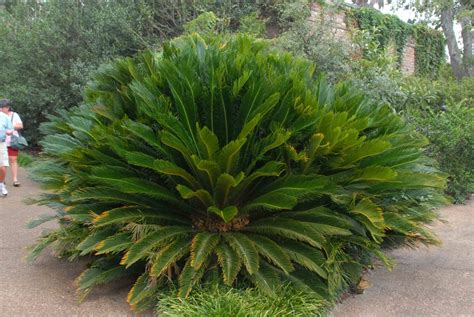 Cycas Revoluta Cycad Japanese Sago Palm King Sago Palm Sago Palm