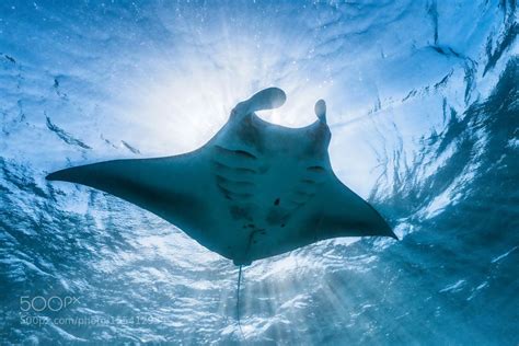 Manta Ray Manta Ray Underwater Photography Manta