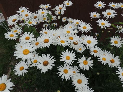 How To Grow Shasta Daisies Growing Daisy Varieties From Seeds For A