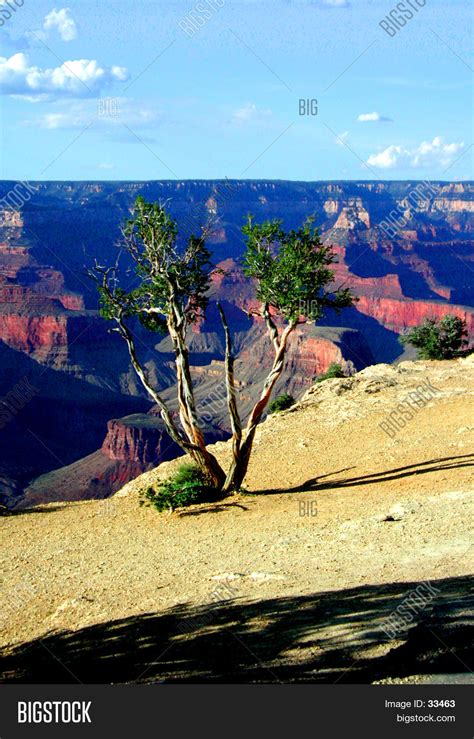 Tree Grand Canyon Image And Photo Free Trial Bigstock