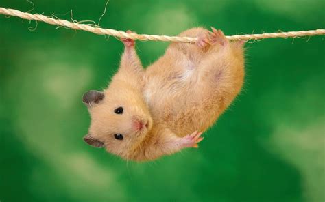 Funny Hamster Wallpapers Funny Hamsters Hamster Wallpaper Hamster