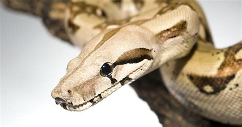 Maybe you would like to learn more about one of these? Boa Constrictor Care | Pet Emporium | 41st Ave & Capitola ...