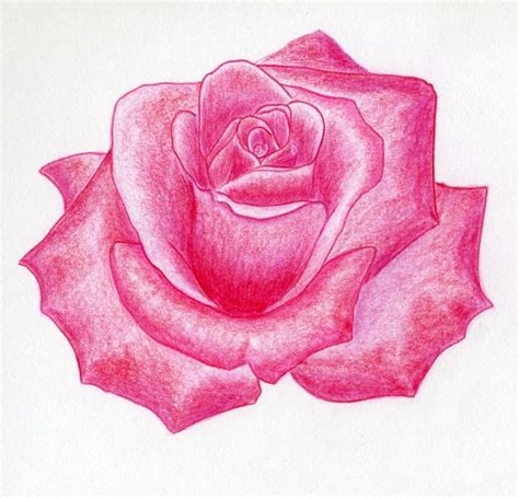 How To Draw An Open Rose Images And Pictures Becuo