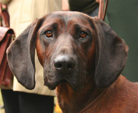 Musings Of A Biologist And Dog Lover Unusual Breed Bavarian Mountain