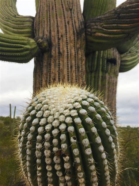 Close View Of A Large Saguaro Cactus In The Sonora Desert Stock Photo