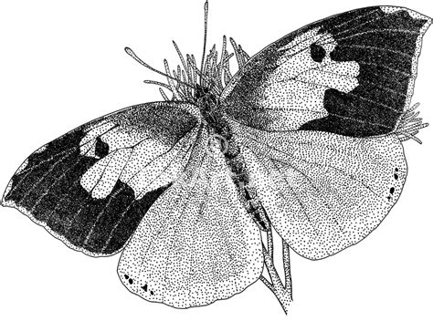 Butterfly pen and ink drawings. Line Drawings Of Butterflies - Cliparts.co