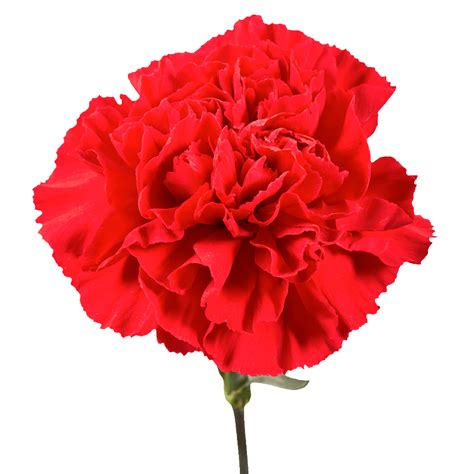 Red Carnations Aisha Flowers