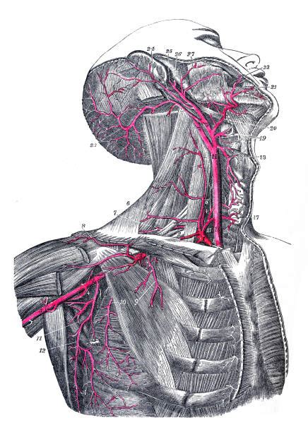 They ascend in the neck the left common carotid varies in its origin more than the right. Royalty Free Carotid Artery Clip Art, Vector Images ...