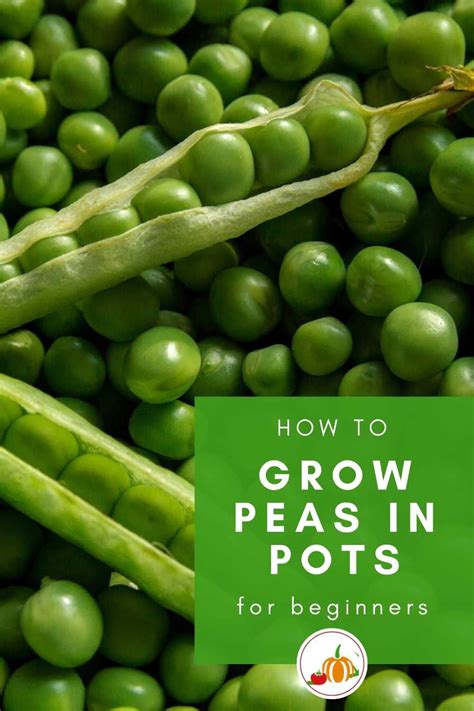 How To Grow Peas In Pots Growing Peas Peas Growing Vegetables