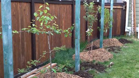 Backyard orchard with exotic fruit trees using high density planting. Backyard fruit orchard - Part 1 - YouTube