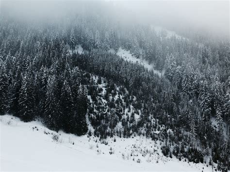 Fotos Gratis árbol Naturaleza Bosque Montaña Nieve Invierno