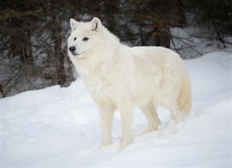 Arctic Wolf In Snow Photograph By Jack Nevitt