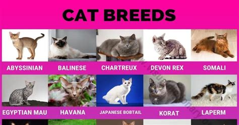 Cat Breeds 50 Most Popular Breeds Of Cats Around The World Visual