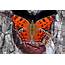 Eastern Comma  Alabama Butterfly Atlas