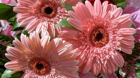 Download Pink Flower Nature Daisy Close Up Gerbera Hd Wallpaper