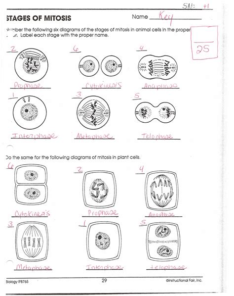 Understand Meiosis With This Worksheet And Answers Style Worksheets