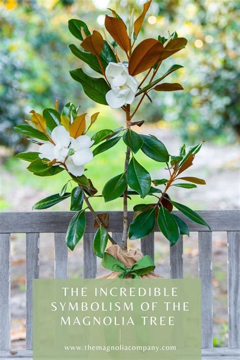 The Incredible Symbolism Of The Magnolia Tree Magnolia Tree