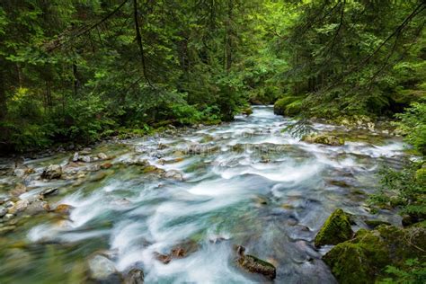 Lush Forest With Stream Stock Image Image Of Nature 188302825