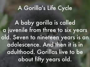 Life Cycle Of A Gorilla