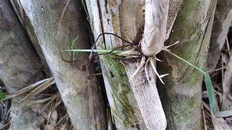 Bulu Perindu Bambu - YouTube