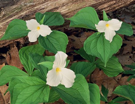 Three Wild Trillium Illinois Joseph Kayne Photography