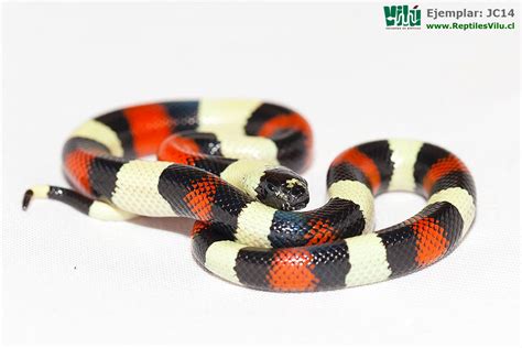 Visita el pabellón veneno para conocerla. Falsa Coral de Puebla - JC14 - Reptiles Vilú