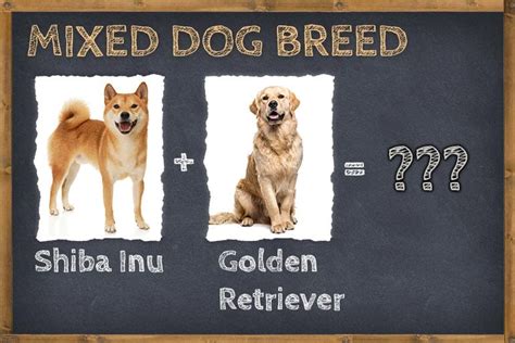 Shiba Inu Golden Retriever Mix Golden Shiba Info Pictures And Facts