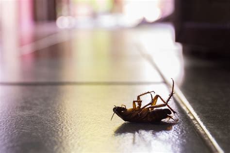 Are Cockroaches Invading Your Home Any Pest