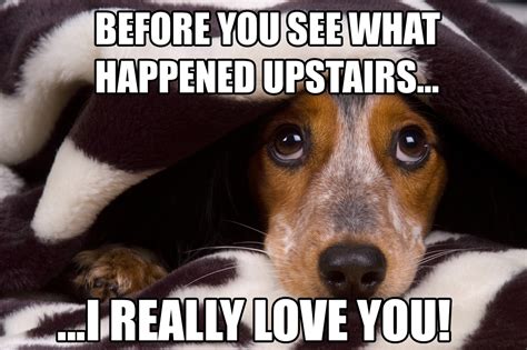 Funny Dog Memes Great Memes About Dogs Slapwank