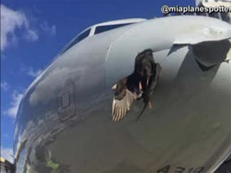 American Airlines Flight From Mexico City To Miami Encounters Bird