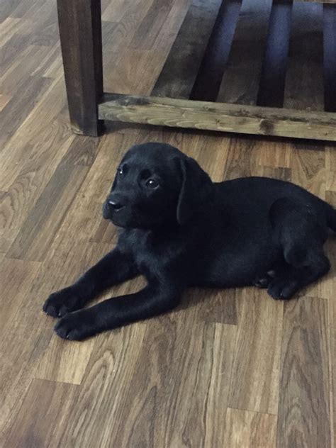 It is a solid, muscular dog, slightly longer it may be reserved with strangers unless very well socialized as puppies. Labrador Retriever Puppies For Sale | Benson, NC #273714