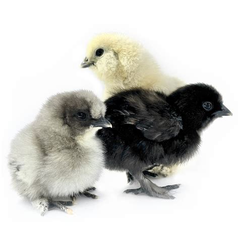 Ayam Ketawa Chicks — Hilltop Farms